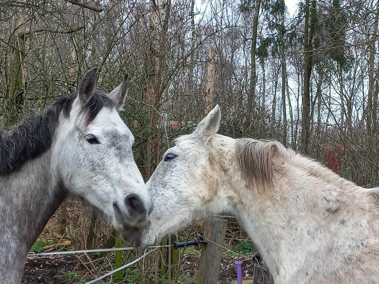 Belgian Warmblood Mix Mare 7 years 14,3 hh Brown Falb mold in Nederweert-Eind