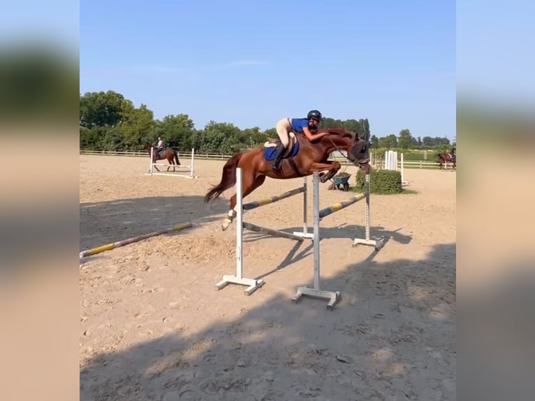 Belgian Warmblood Mare 7 years 15,2 hh Chestnut-Red in C.E.V.Mogliano Veneto