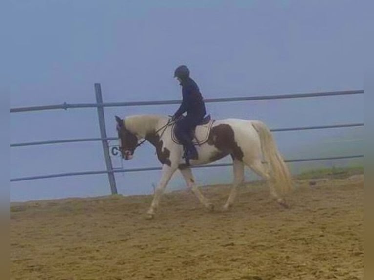 Belgian Warmblood Mare 7 years 15.2 hh Pinto in Wolfhalden