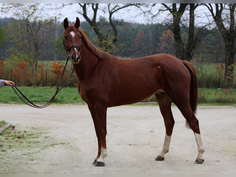 Belgian Warmblood Mare 7 years 15,3 hh Chestnut-Red in Dobrcz