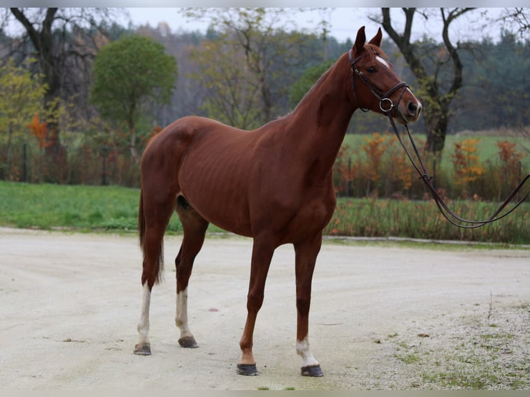 Belgian Warmblood Mare 7 years 15,3 hh Chestnut-Red in Marcelewo