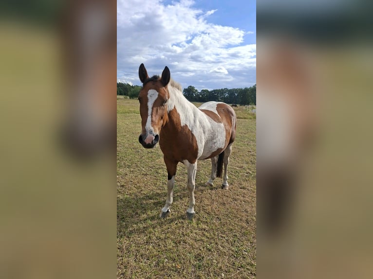 Belgian Warmblood Mare 7 years 15,1 hh Pinto in Wagenfeld