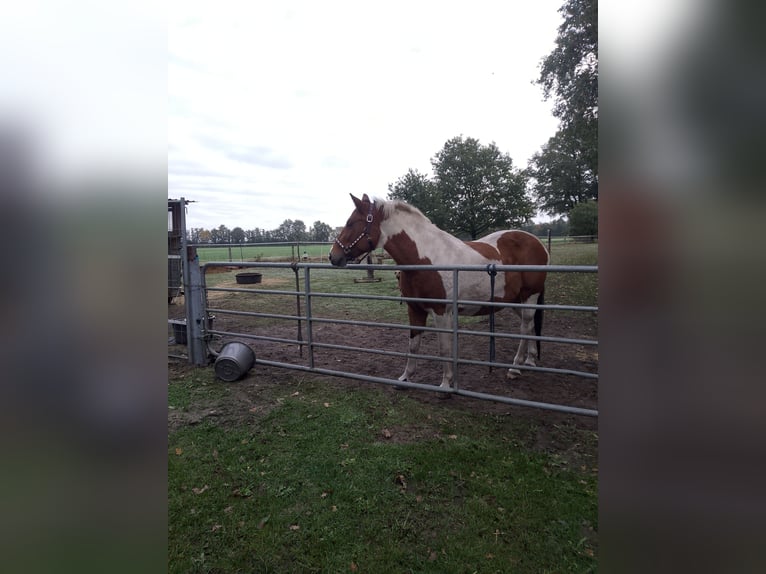 Belgian Warmblood Mare 7 years 15,1 hh Pinto in Wagenfeld