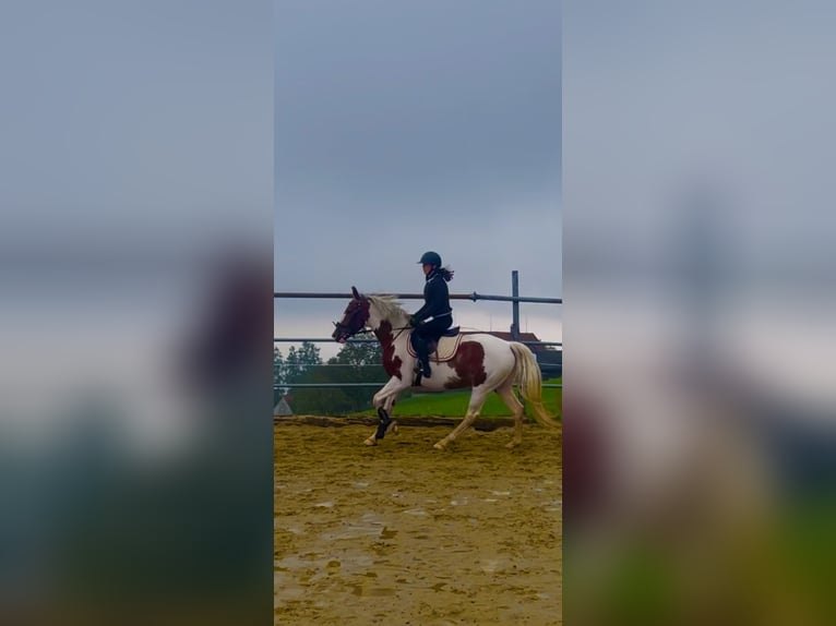 Belgian Warmblood Mare 7 years 15,2 hh Pinto in Wolfhalden