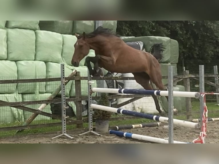 Belgian Warmblood Mare 7 years 16.1 hh Brown in Oosterzele