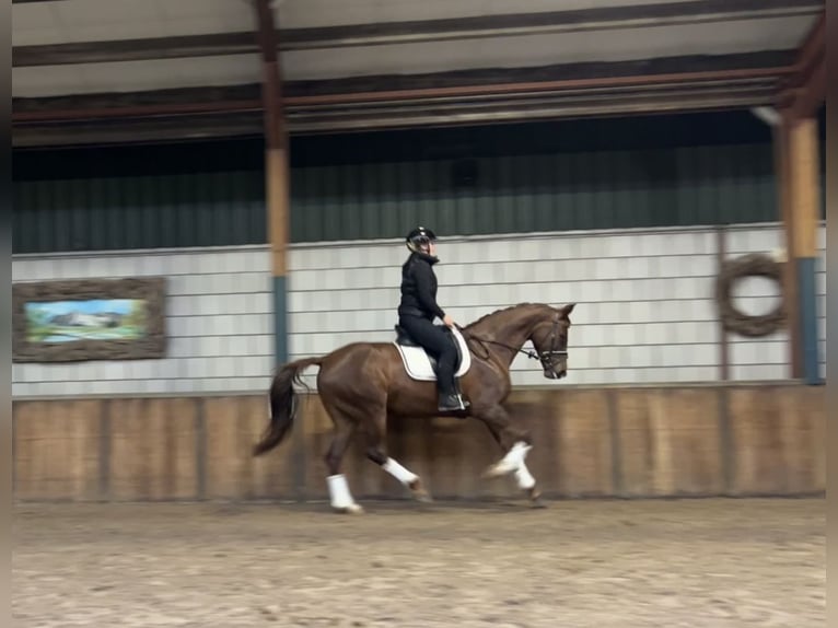 Belgian Warmblood Mare 7 years 16,1 hh Chestnut-Red in Oud Gastel