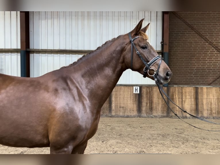 Belgian Warmblood Mare 7 years 16,1 hh Chestnut-Red in Oud Gastel