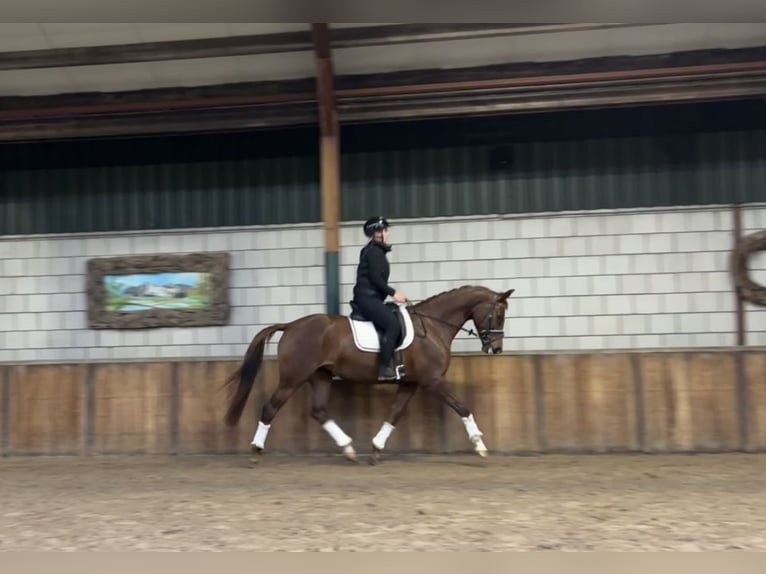 Belgian Warmblood Mare 7 years 16,1 hh Chestnut-Red in Oud Gastel