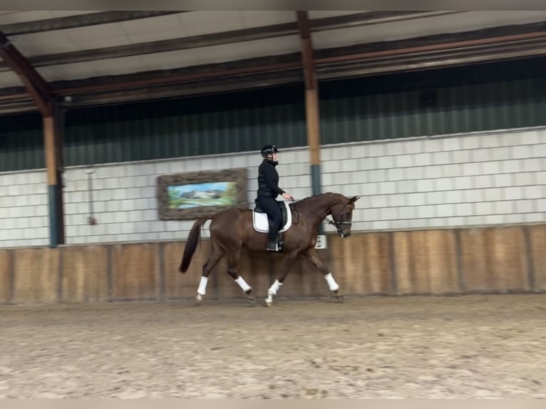 Belgian Warmblood Mare 7 years 16,1 hh Chestnut-Red in Oud Gastel