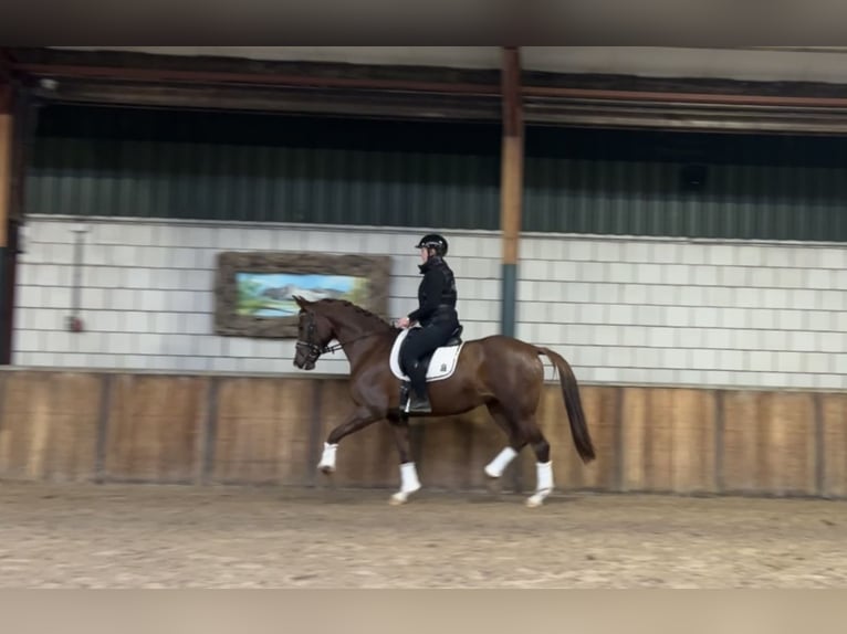 Belgian Warmblood Mare 7 years 16,1 hh Chestnut-Red in Oud Gastel