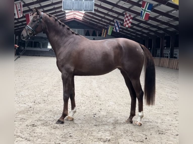 Belgian Warmblood Mare 7 years 16,1 hh Chestnut-Red in Oud Gastel