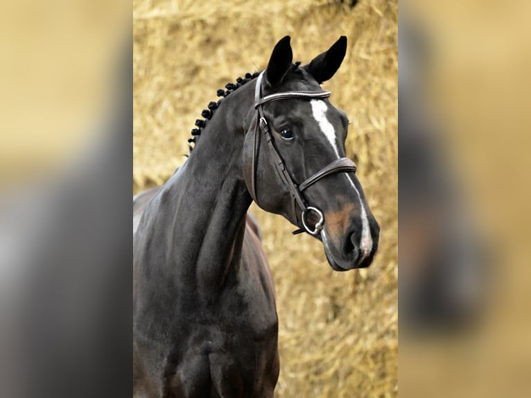 Belgian Warmblood Mare 7 years 16,2 hh Black in Bladel