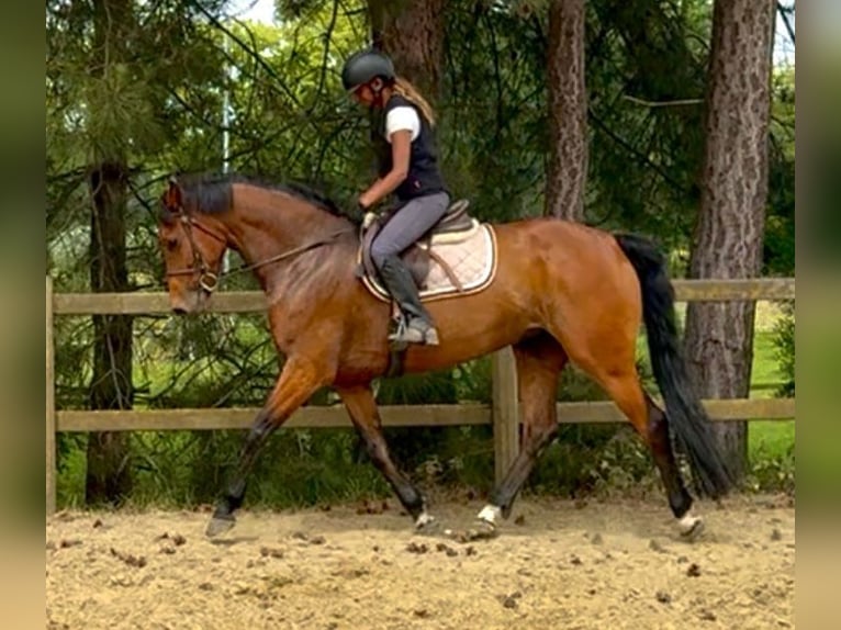 Belgian Warmblood Mare 7 years 16 hh Brown in Bornem