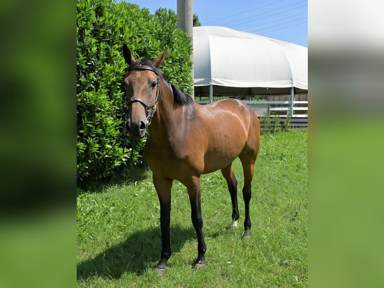 Belgian Warmblood Mare 7 years 16 hh Brown in Chieve