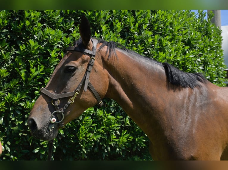 Belgian Warmblood Mare 7 years 16 hh Brown in Chieve