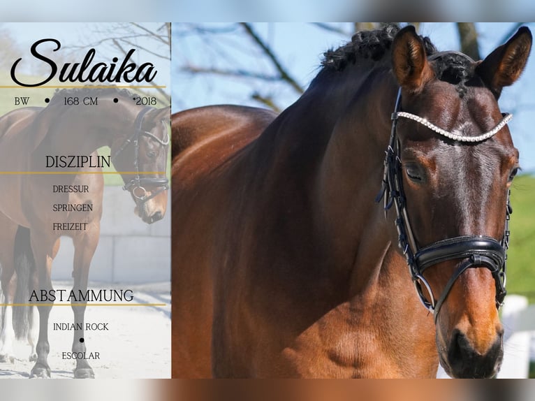 Belgian Warmblood Mare 7 years 16,1 hh Brown in Nettersheim