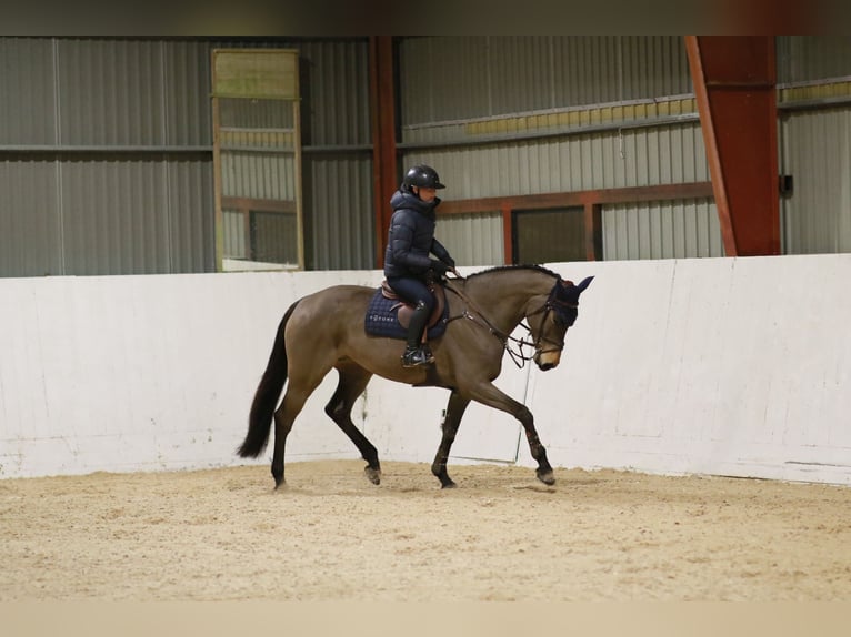 Belgian Warmblood Mare 7 years 16,1 hh Brown in Stockholm