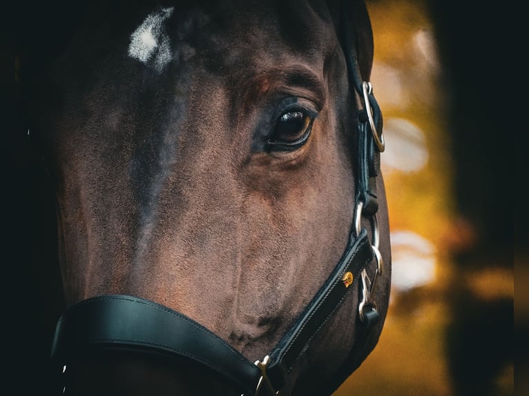 Belgian Warmblood Mare 7 years 16,2 hh Brown in Nettersheim