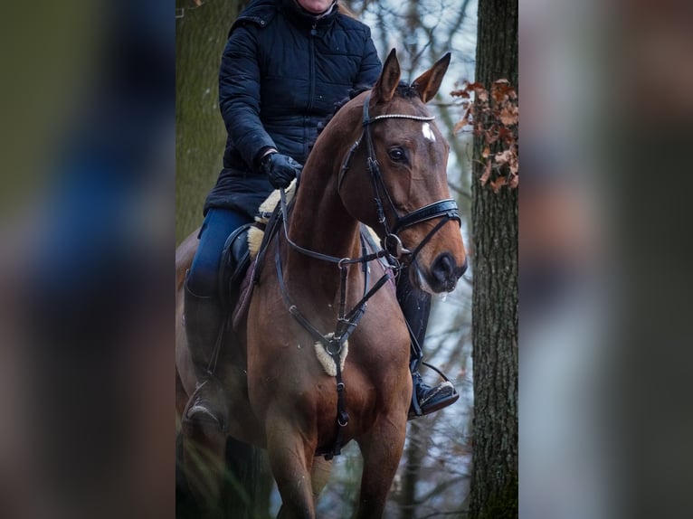 Belgian Warmblood Mare 7 years 16,2 hh Brown in Nettersheim