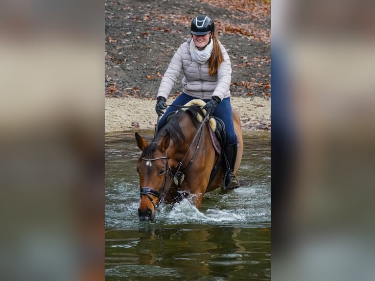 Belgian Warmblood Mare 7 years 16,2 hh Brown in Nettersheim