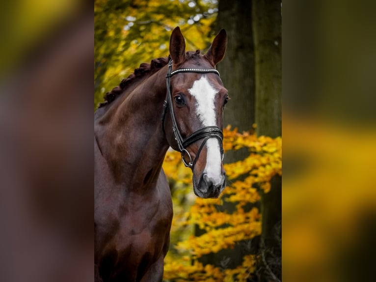Belgian Warmblood Mare 7 years 16,2 hh Chestnut in Nettersheim