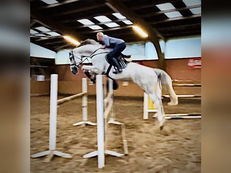 Belgian Warmblood Mare 7 years 17,1 hh Gray in Zeven