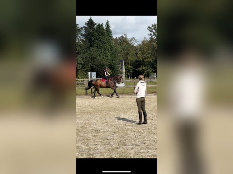 Belgian Warmblood Mare 7 years 17 hh Brown in Brasschaat