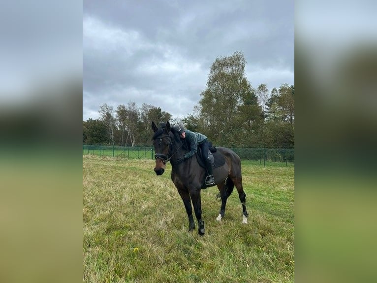 Belgian Warmblood Mare 7 years 17 hh Brown in Brasschaat