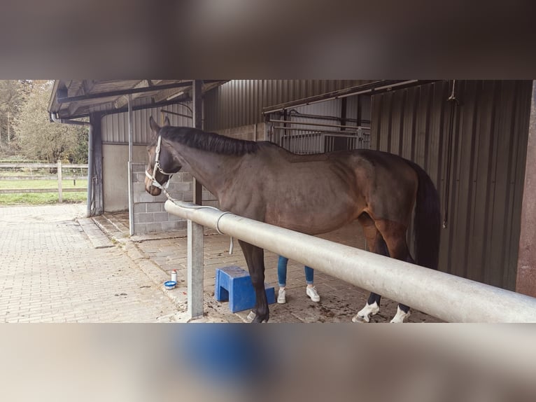 Belgian Warmblood Mare 7 years 17 hh Brown in Brasschaat