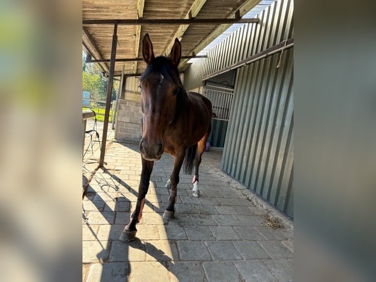 Belgian Warmblood Mare 7 years 17 hh Brown in Brasschaat