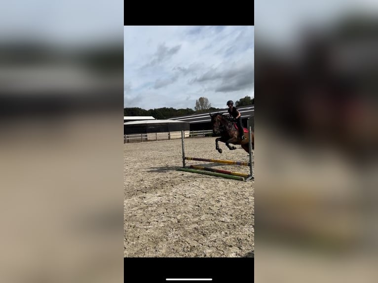 Belgian Warmblood Mare 7 years 17 hh Brown in Brasschaat