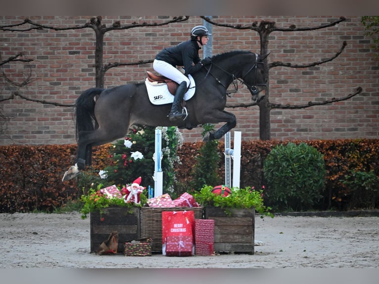 Belgian Warmblood Mare 7 years Brown in Bladel