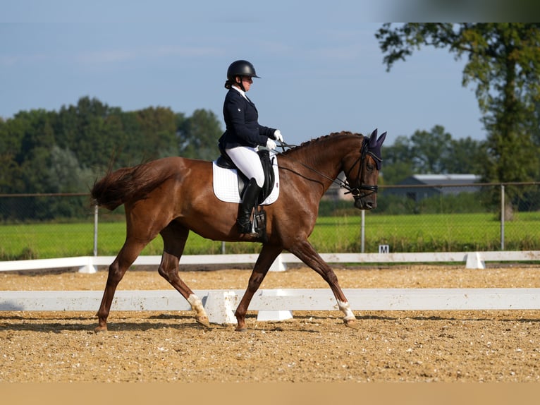 Belgian Warmblood Mare 7 years Chestnut-Red in Ravels