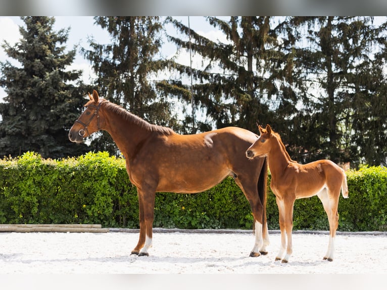 Belgian Warmblood Mare 8 years 15,3 hh Chestnut-Red in Marcelewo