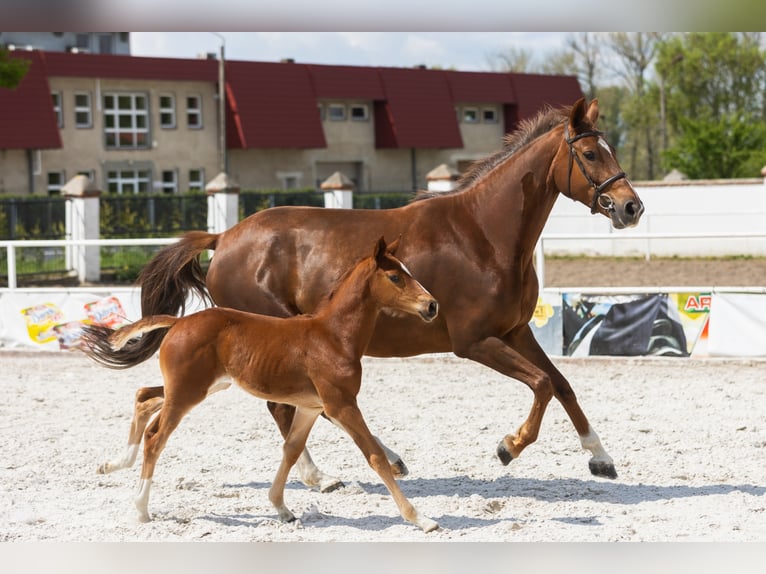 Belgian Warmblood Mare 8 years 15,3 hh Chestnut-Red in Marcelewo