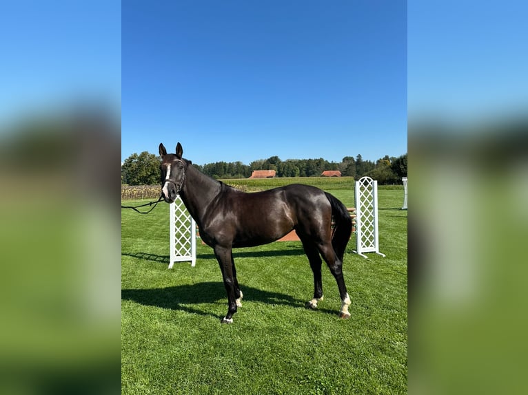 Belgian Warmblood Mare 8 years 16,1 hh Bay-Dark in Schalunen