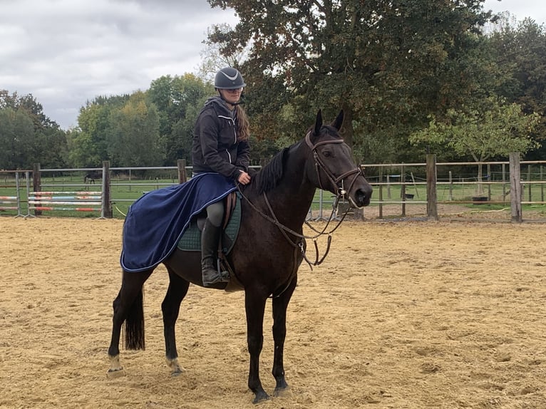Belgian Warmblood Mare 8 years 16.1 hh Bay-Dark in Sint-Lambrechts-Herk