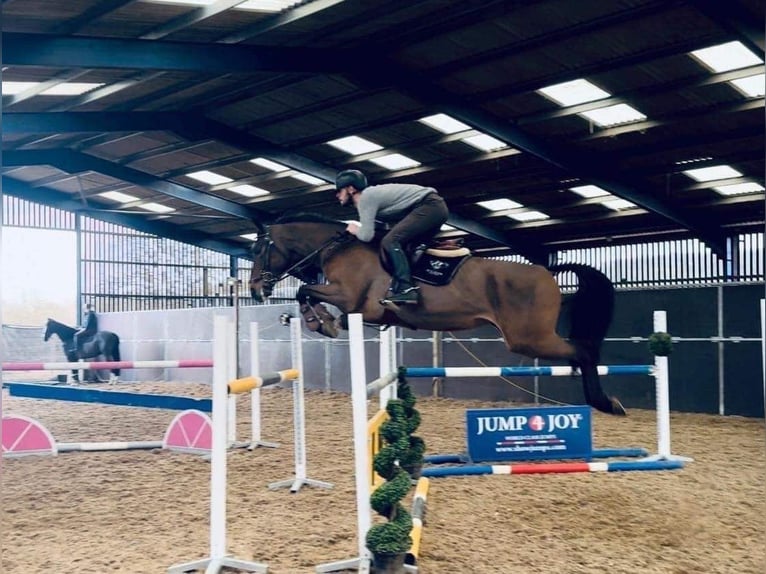 Belgian Warmblood Mare 8 years 16,1 hh Bay in Warwickshire