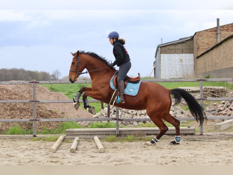 Belgian Warmblood Mare 8 years 16,2 hh Bay-Dark in Maaseik