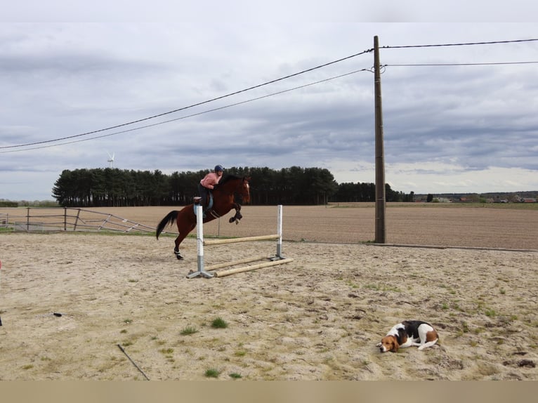 Belgian Warmblood Mare 8 years 16,2 hh Bay-Dark in Maaseik