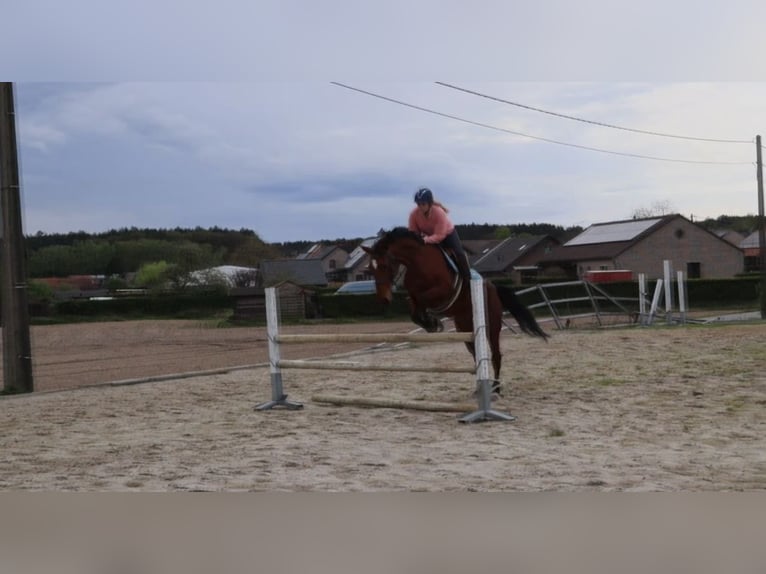 Belgian Warmblood Mare 8 years 16,2 hh Bay-Dark in Maaseik