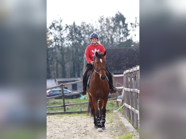 Belgian Warmblood Mare 8 years 16,2 hh Bay-Dark in Maaseik