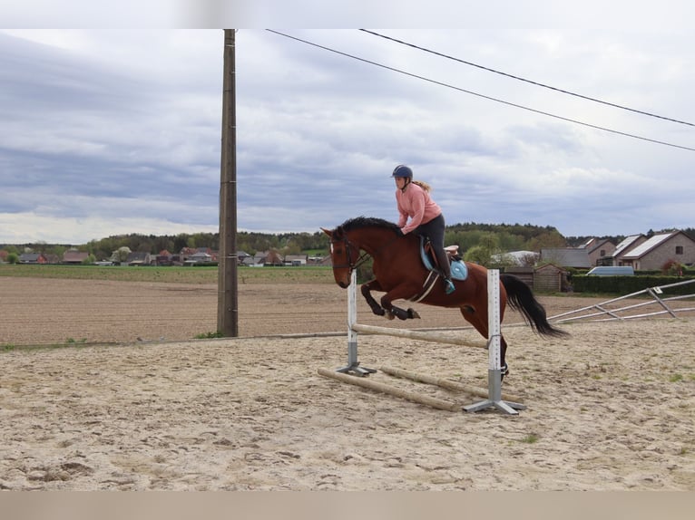 Belgian Warmblood Mare 8 years 16,2 hh Bay-Dark in Maaseik