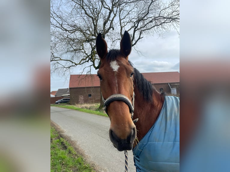 Belgian Warmblood Mare 8 years 16,2 hh Bay-Dark in Maaseik