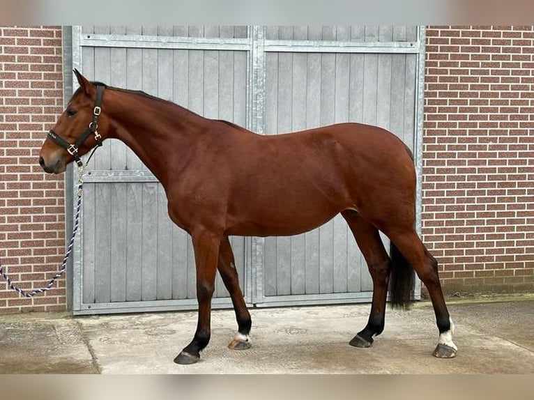 Belgian Warmblood Mare 8 years 16,2 hh Bay-Dark in Maaseik