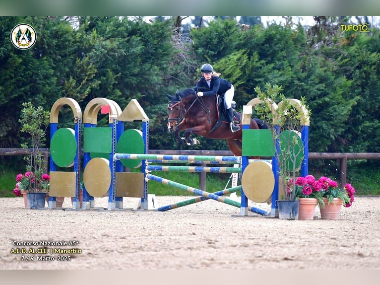 Belgian Warmblood Mare 8 years 16 hh Brown in GROTE-BROGEL