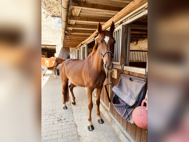 Belgian Warmblood Mare 8 years 16 hh Chestnut-Red in Krefeld