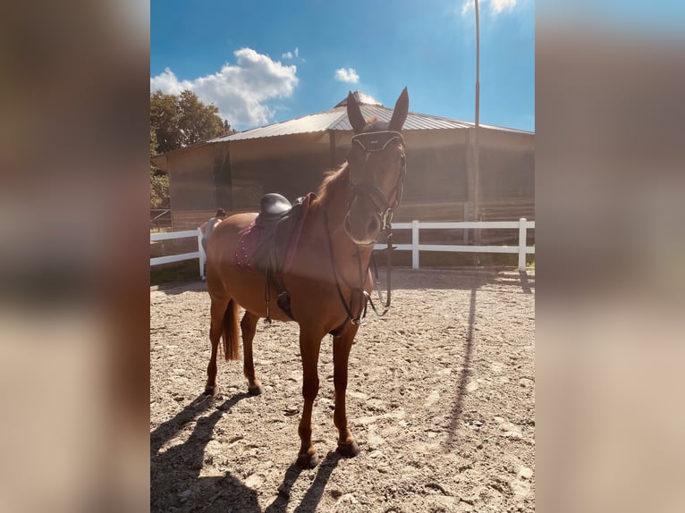 Belgian Warmblood Mare 8 years 16 hh Chestnut-Red in Krefeld
