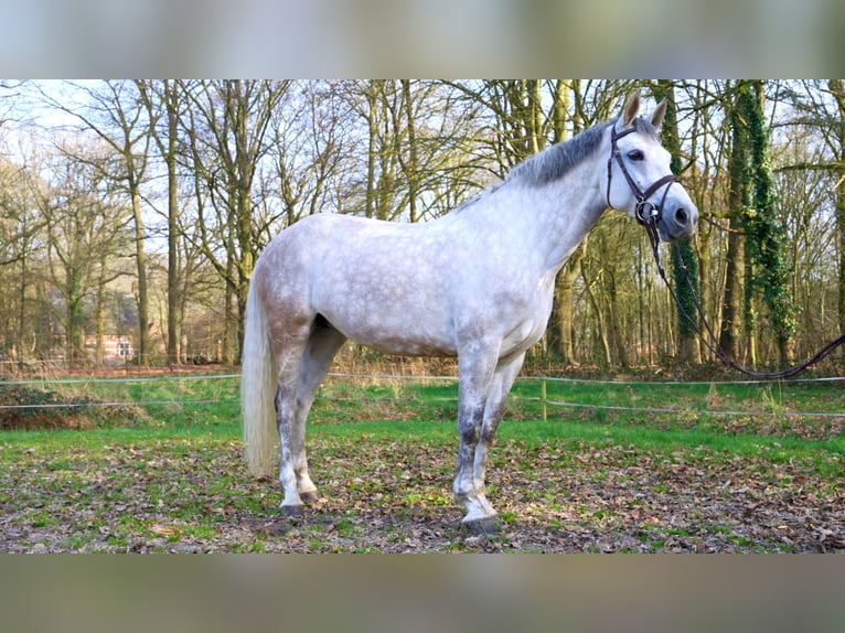 Belgian Warmblood Mare 8 years 16 hh Grey in Malle