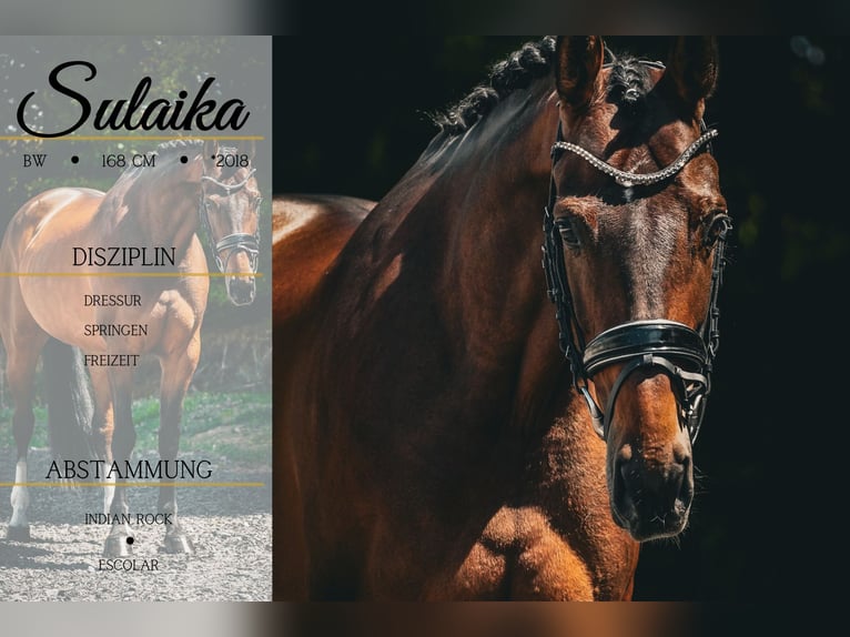 Belgian Warmblood Mare 8 years 16,1 hh Brown in Nettersheim